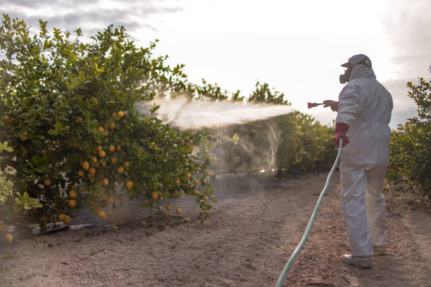 Best Pest Prevention Services  in Belleair Beach, FL