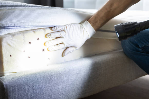 Best Pest Control Near Me  in Belleair Beach, FL