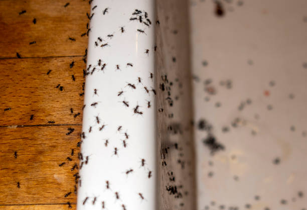 Best Local Pest Control Services  in Belleair Beach, FL