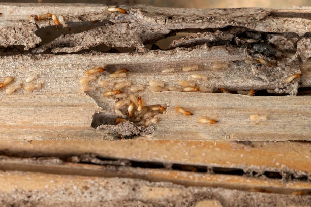 Pest Prevention Services in Belleair Beach, FL