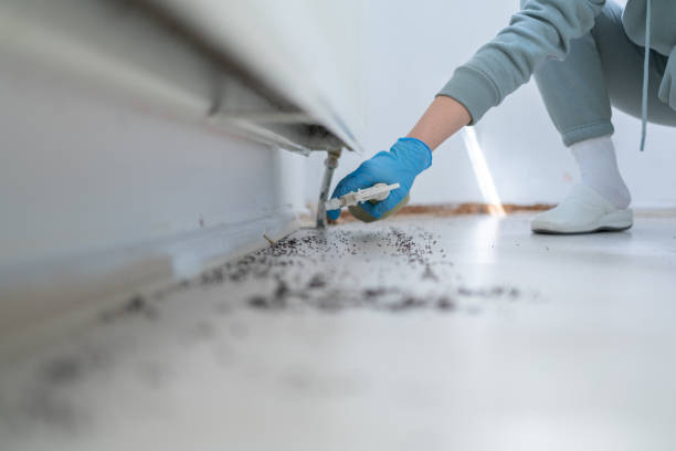 Best Flea Control Services  in Belleair Beach, FL